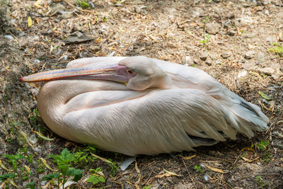 Close-up of bird on field