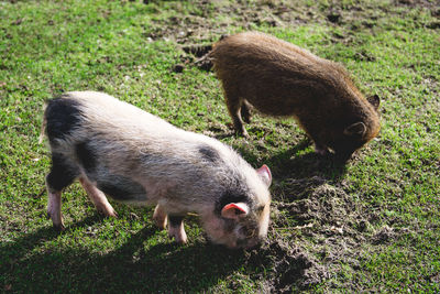 High angle view of piglets on grass