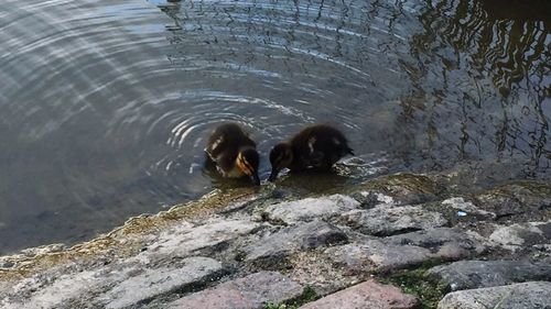 Ducks in water