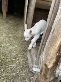 View of a cat on wood