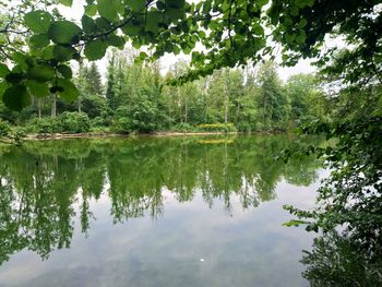 Reflection of trees in lake