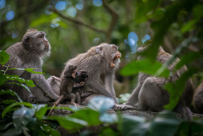Monkey sitting in a forest