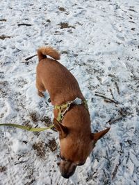 View of a dog on snow covered land friend