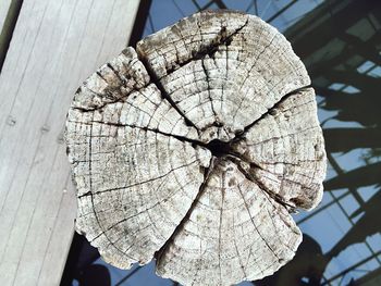 Close-up of tree stump