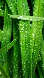Full frame shot of wet plant
