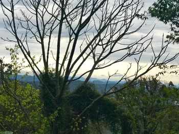 Plants growing on land against sky