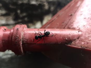 Close-up of insect on metal