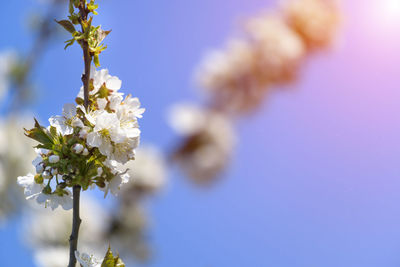 Close-up of white cherry blossom plant