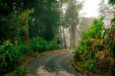 Road amidst trees in forest