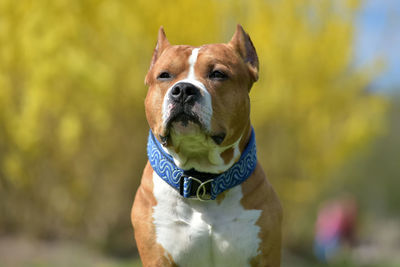 Close-up of a dog looking away