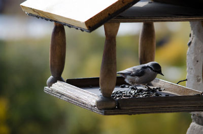 Close-up of bird perching on wooden table
