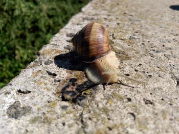 Close-up of insect