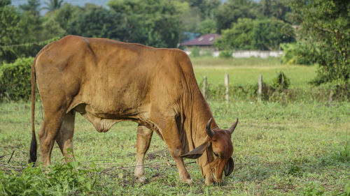 Side view of cow grazing