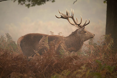 View of deer on field