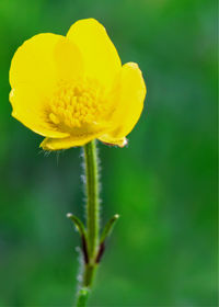 Close-up of yellow flowering plant