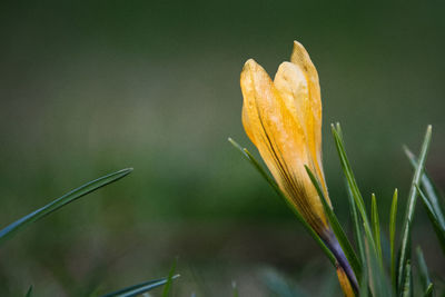 Close-up of yellow flowering plant on field