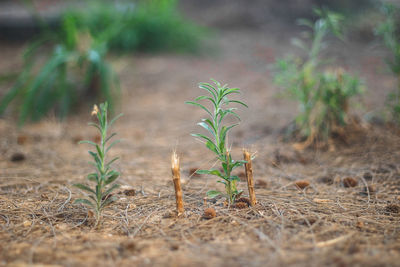 Plants growing on field