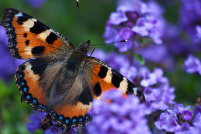 Close-up of butterfly pollinating on purple flower