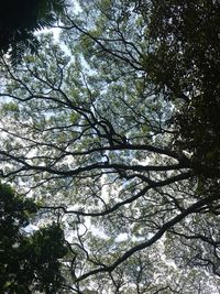 Low angle view of trees against sky