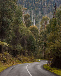 Road amidst trees in forest