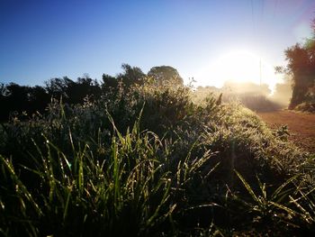 Plants growing on landscape against clear sky