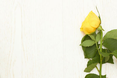 Close-up of yellow rose on leaves