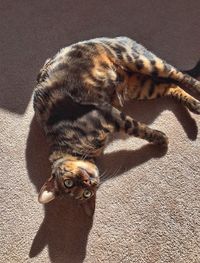 Bengal cat basking in the sun