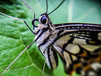 Close-up of butterfly on leaf