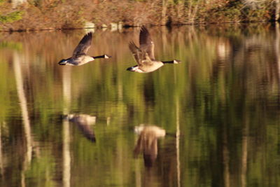 Ducks swimming in lake