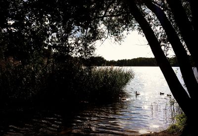 Scenic view of lake in forest against sky