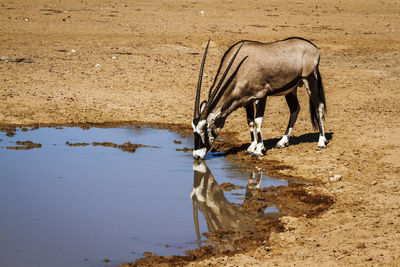 Side view of horse standing in lake