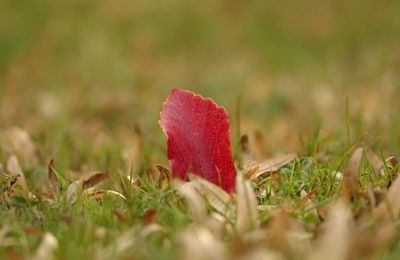 Close-up of red leaf on field