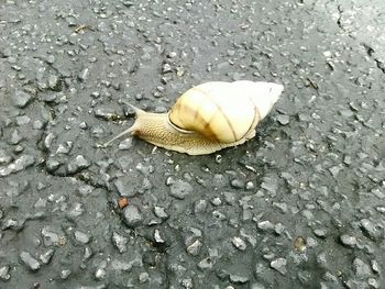 High angle view of seashell on sand