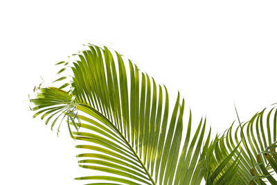 Close-up of palm tree leaves against sky