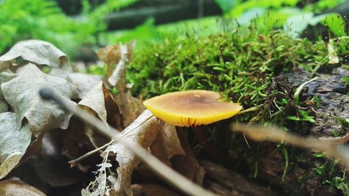 Close-up of fly agaric mushroom