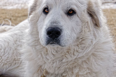 Close-up portrait of a dog