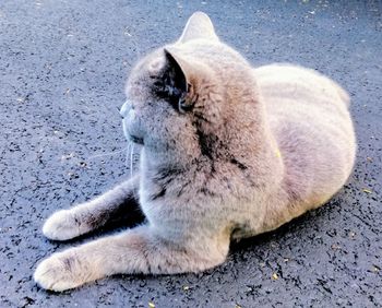 High angle view of cat resting on street