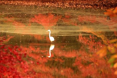 Reflection of a bird on a lake