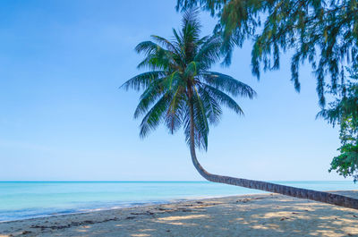 Palm tree on beach against sky
