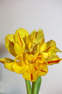 Close-up of yellow flower against white background