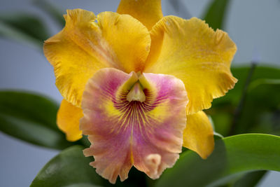 Close-up of yellow flowering plant