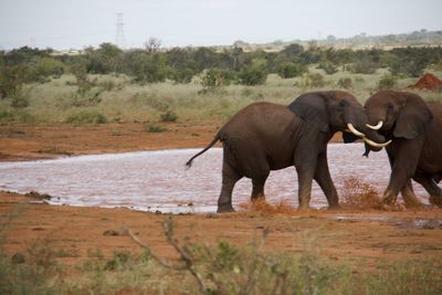 indian elephant