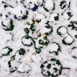 Full frame shot of snow covered tree