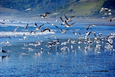 Seagulls flying over lake against blue sky
