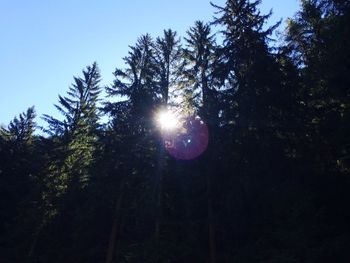 Sun shining through trees