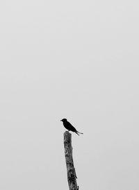 Low angle view of bird perching against clear sky