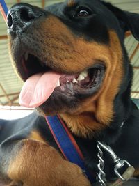 Close-up of dog looking away