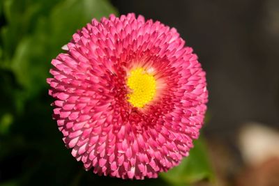 Close-up of pink flower