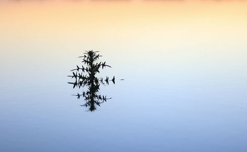 Plant by lake against sky during sunset