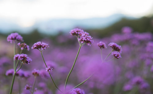Close-up of purple flowering plants on field